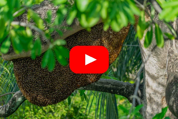 Video: wild honey bee colony on a tree branch