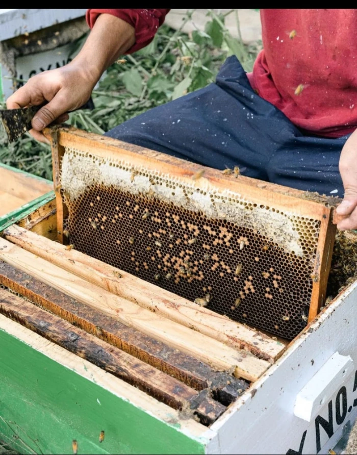 Beekeeper inspecting a wooden hive frame full of honeycomb