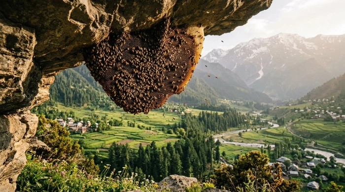 Wild honey bee colony hanging from a rock ledge above a green valley